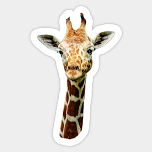 Giraffe stare Sticker